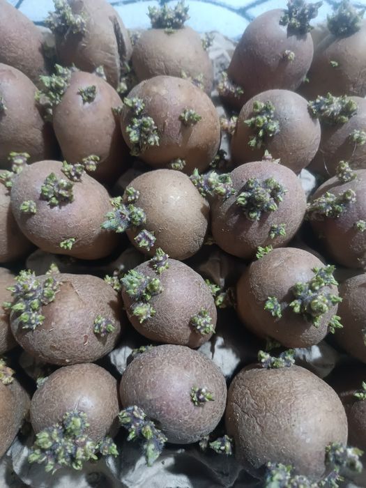 Картофель на посадку
