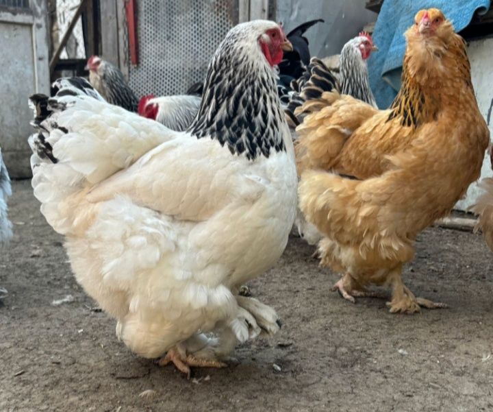 Продам инкубационные яйца.