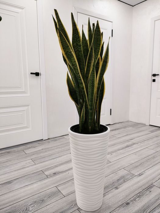 Растения , цветы для дома. доставка