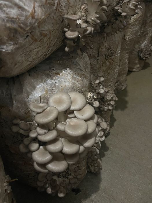 Pleurotus de vânzare 25 lei kg