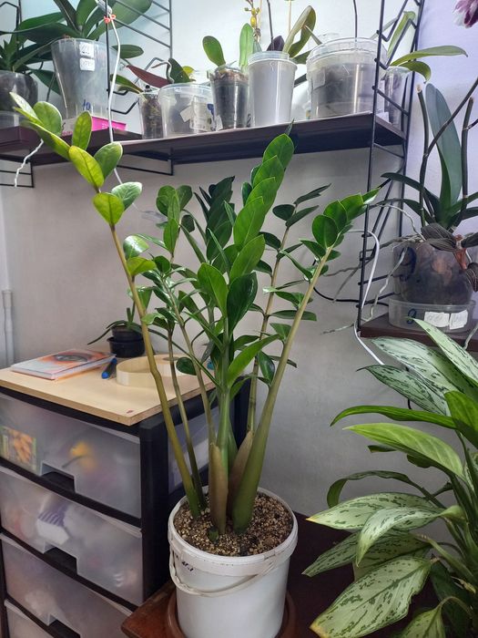 Замиакулькас или долларовое