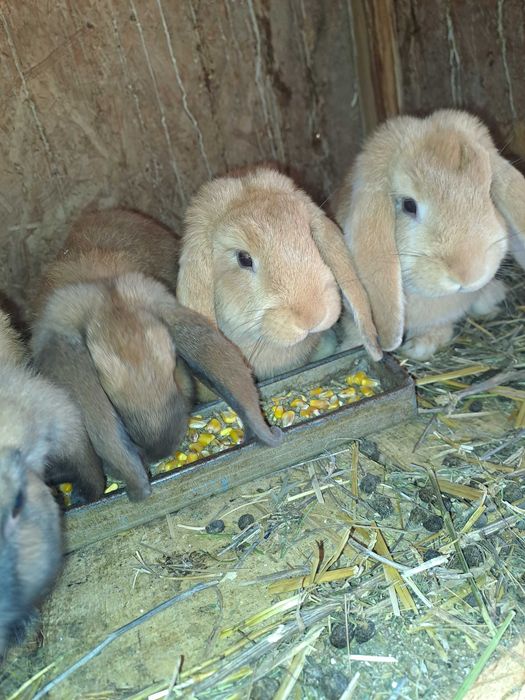 Vand iepurași  berbec german