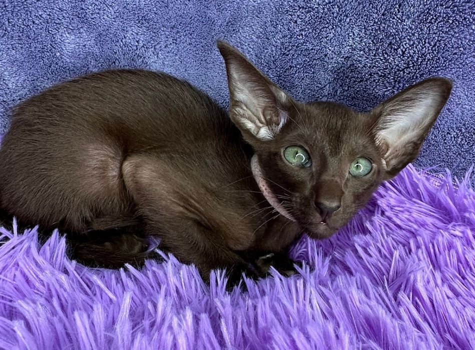 Продажа Ориенталов