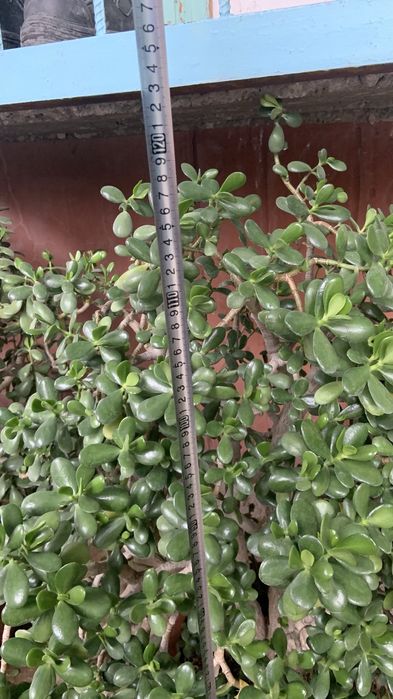 Уй ва офислар учун днежние гуллари сотилади