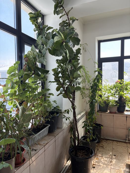 цветы комнатные разные