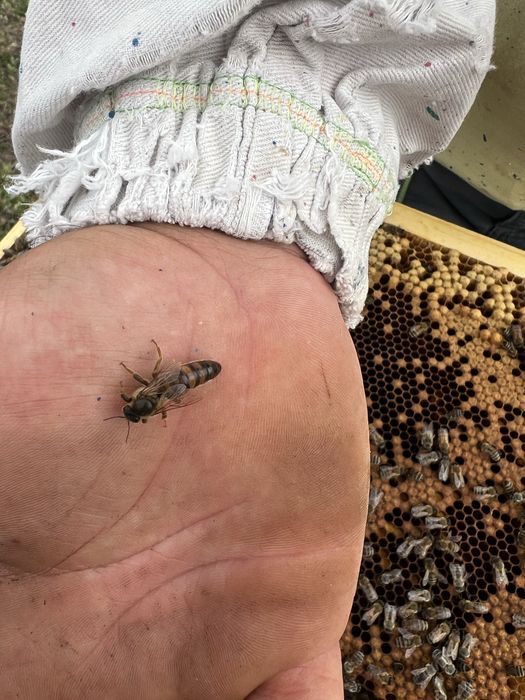 Пчелни майки и отводки