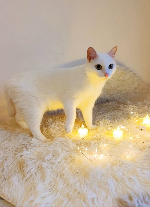 Кошечка Луна ищет дом