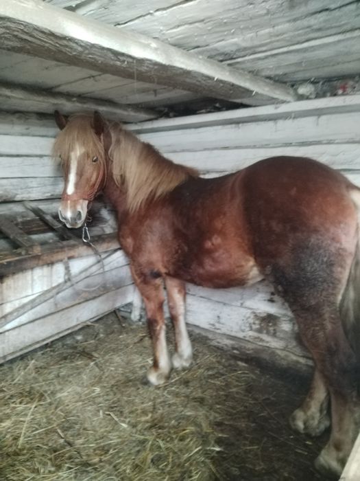 Mânz de vânzare foarte cuminte