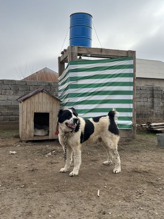 Боец сатылады жасы 3те