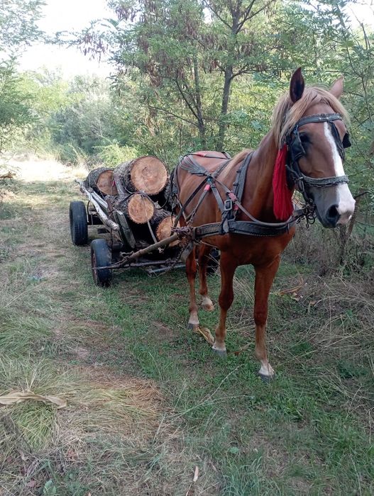 Vând Cârlan vârstă 2 ani