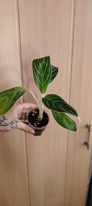 Продам комнатные растения