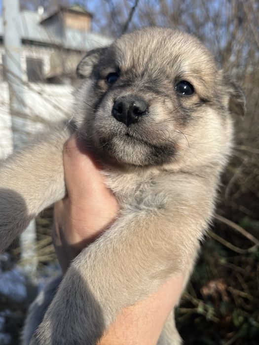 Щенята красивые в добрые руки