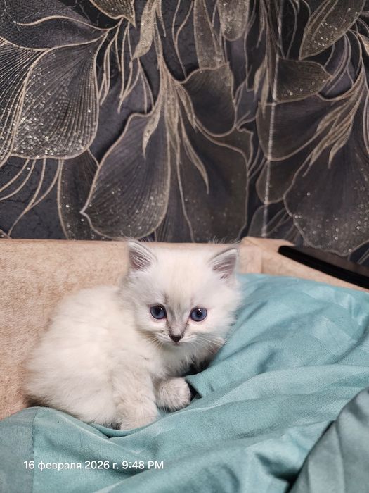 Отдам котенка девочку