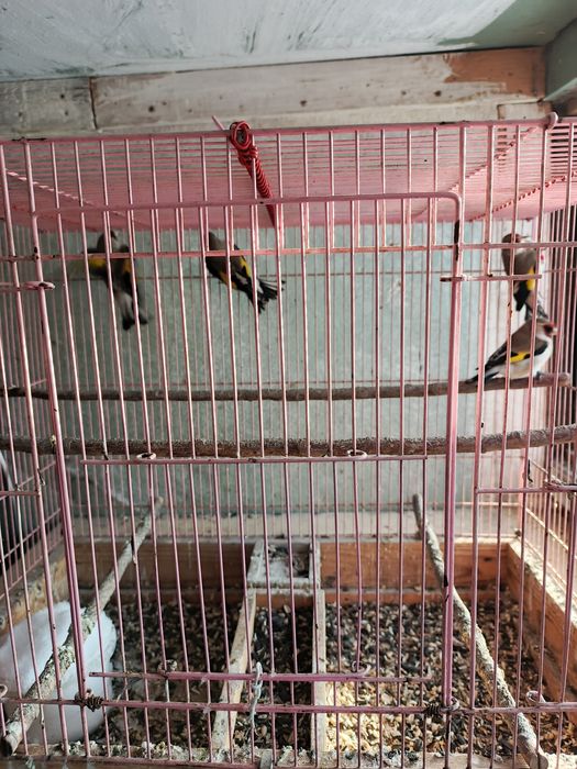 Щеглы  седоголовые простушки.