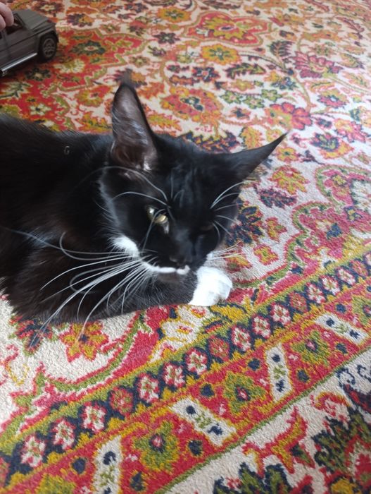 Ишем жениха мейн куна