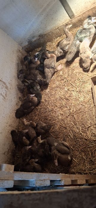 Продам индоуток.