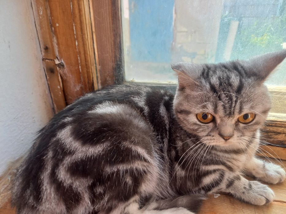 Шотланская кошка