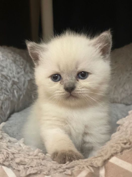 Британский белый котенок
