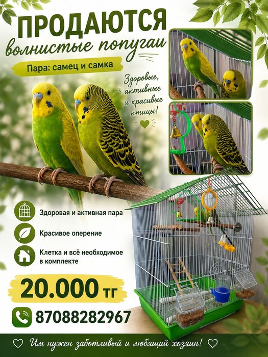Продаются волнистые попугаи