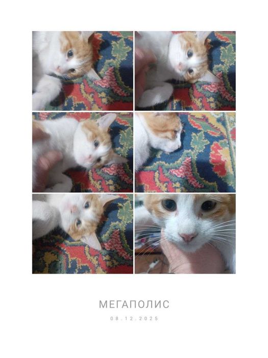 Отдам в добрые руки рыжего котёнка