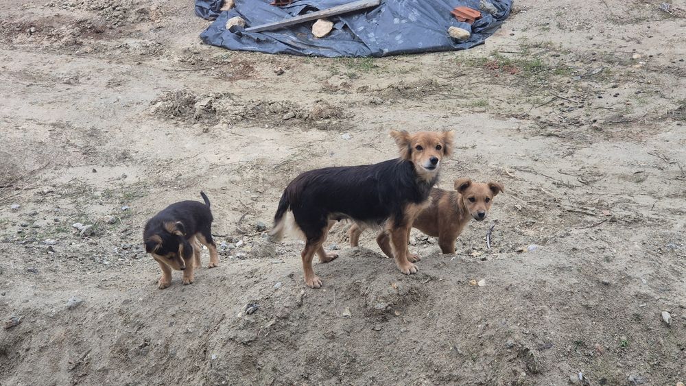 Кученца търсят дом