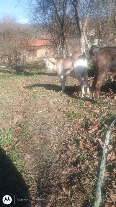Vând capre  in Caraș Severin  Capre de vânzare mont
