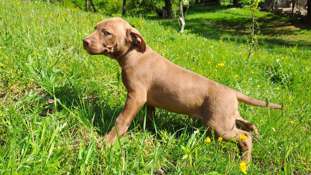 Mascul  Amstaff  doar pentru interesați