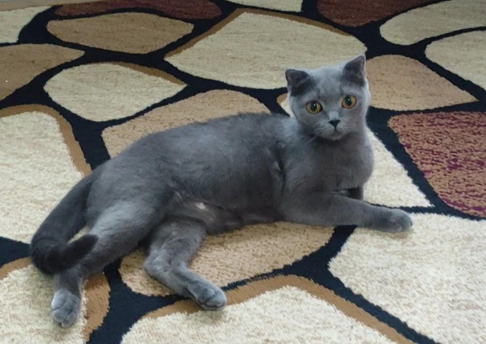 Продается кошка скоттиш фолд. В Чирчике.