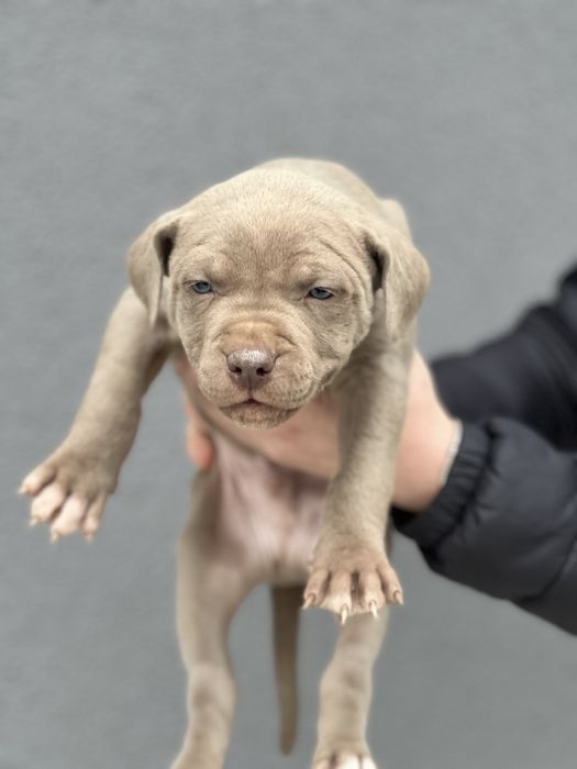 Питбул  blue fawn