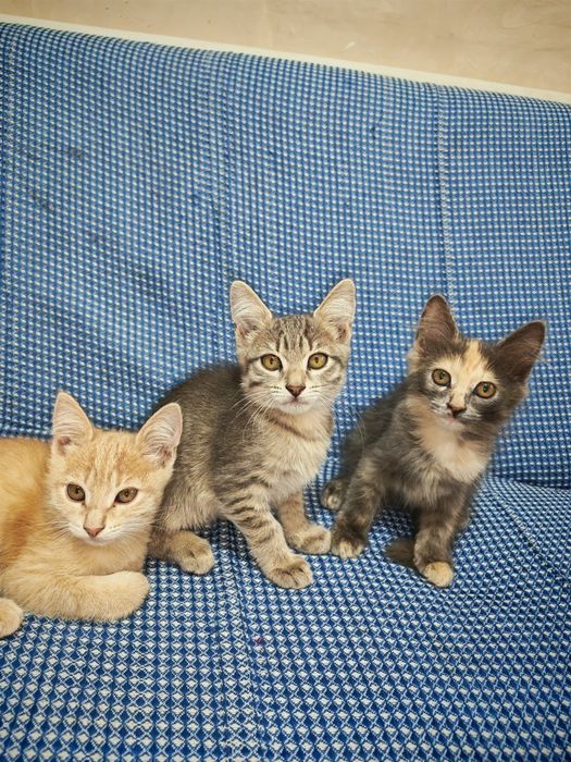 Отдам котят в добрые руки