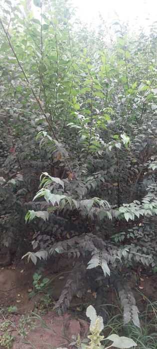 Кайрогоч дехкончилик