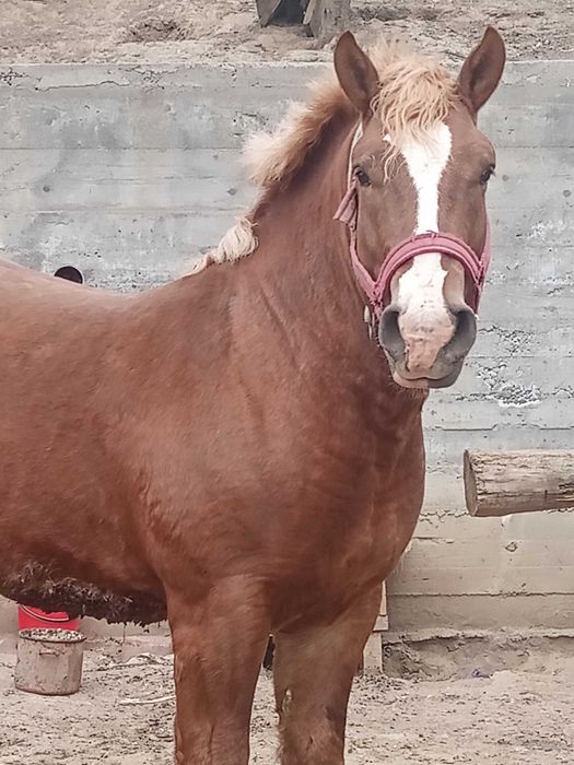 Armăsar de vânzare