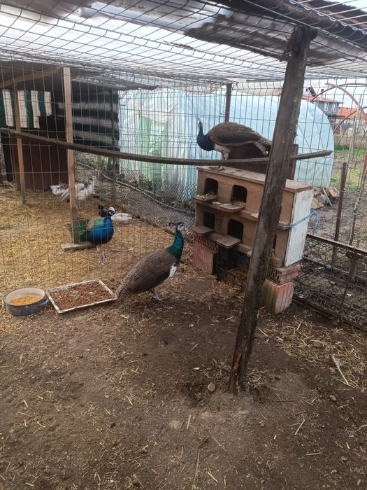 Vând 2 pauni masculi de 1an