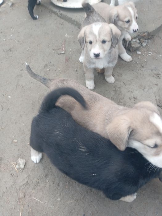 Собачка продаётся