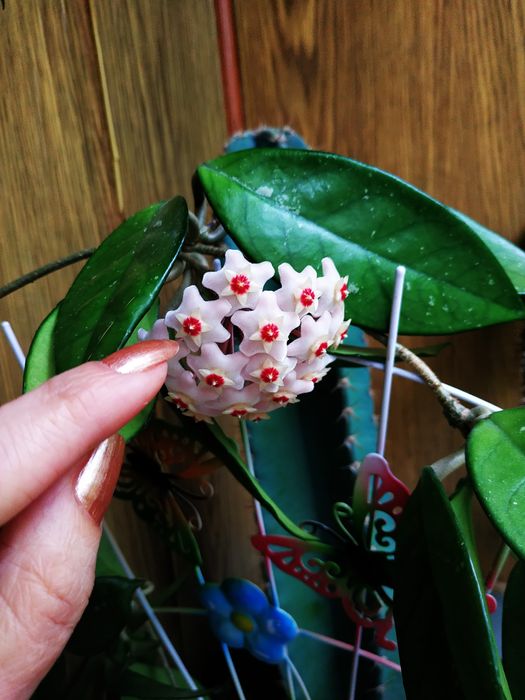 Комнатный цветок- "Хойя"