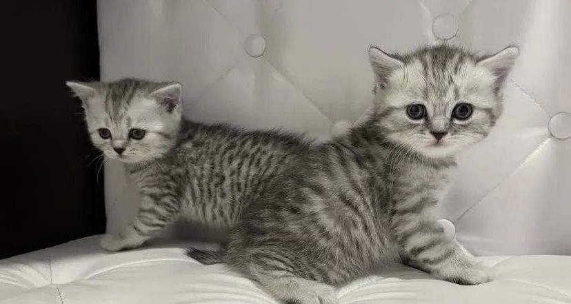 Чистокровные Британские котята