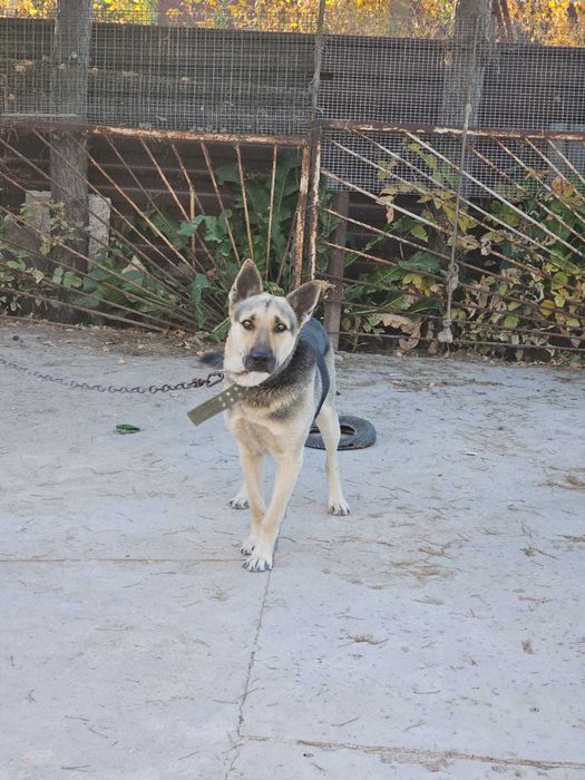 Продам восточно-европейскую овчарку