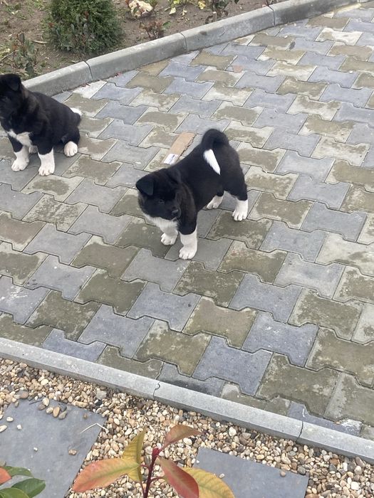 Американска акита