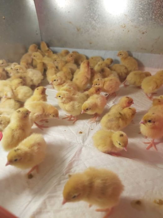 Oua de prepeliță pentru incubat rasa Polara Gigant