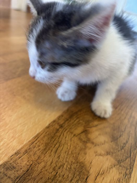 котята 2-3месяца