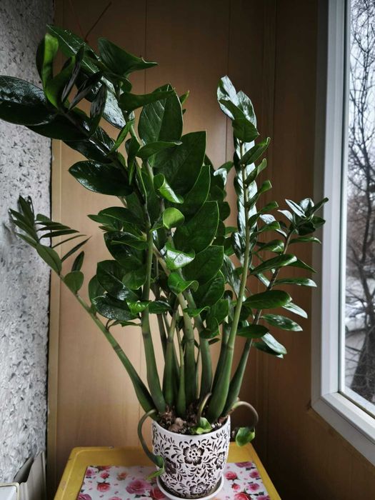 Замиокулькас Долларовое дерево