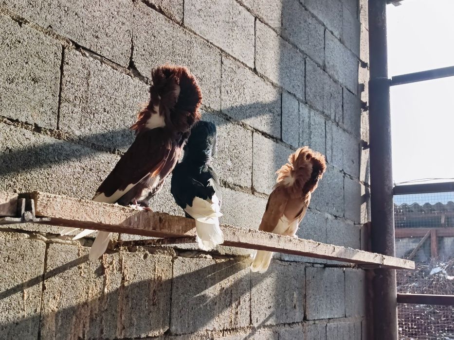 Голуби голуби голуби