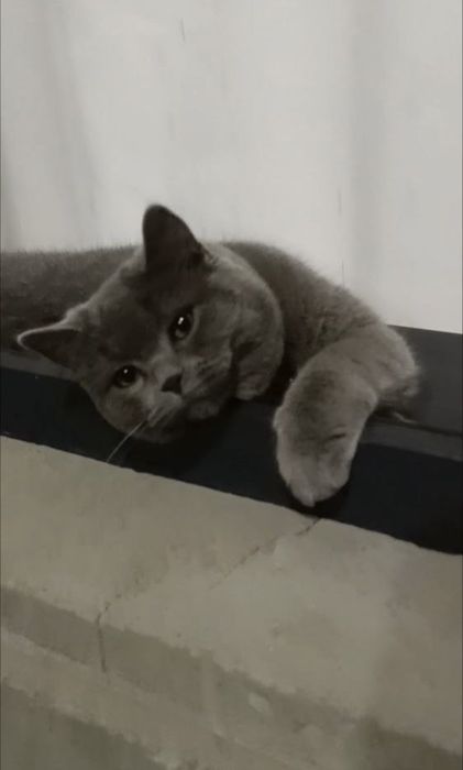 Mushik sotiladi zotli