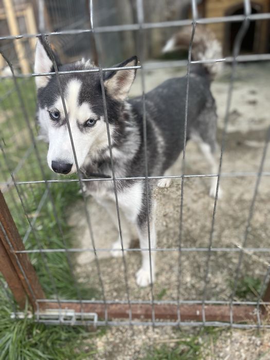 Donez husky siberian