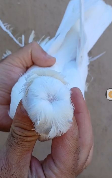 Продам голубей...