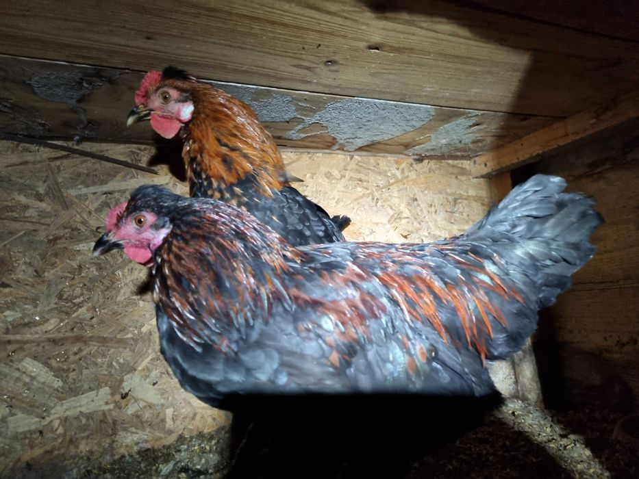 Schimb pasari de curte (gaini si rate) cu iedute, mielute sau cereale