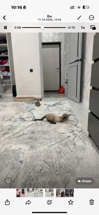 Бесплатно два кота
