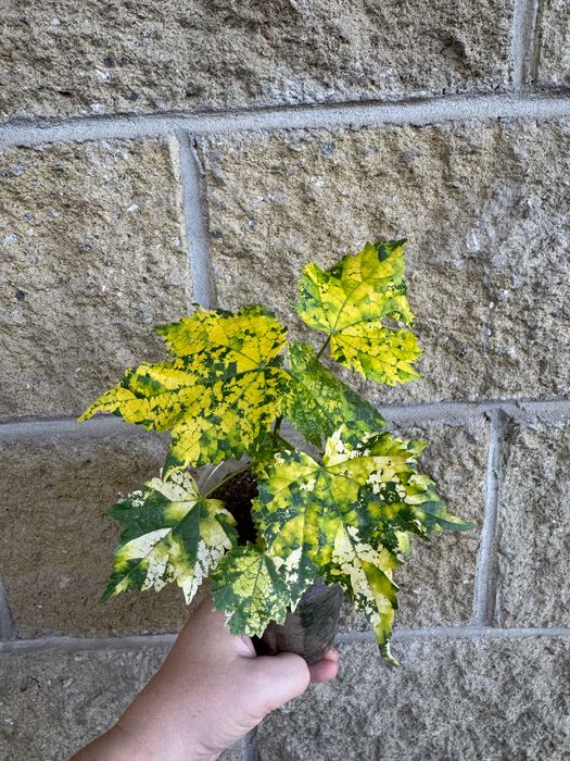 Абутилоны сортовые пестролистные цветущие