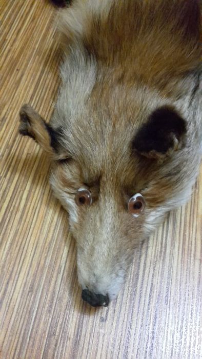 Яка от лисица