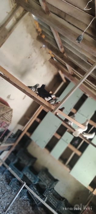 Oq popukli va har xil zotli kaptarlar sotiladi